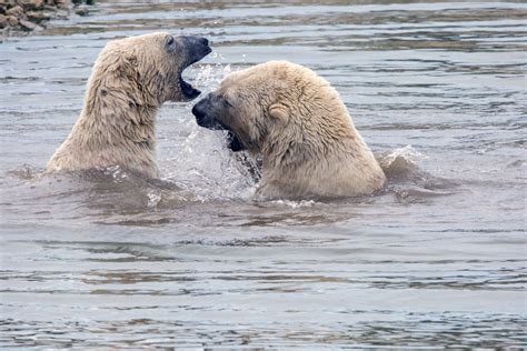 Polar Bear Free Stock Photo - Public Domain Pictures