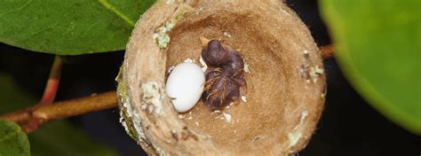 A Close-Up Look at Hummingbird Eggs | American Bird Conservancy