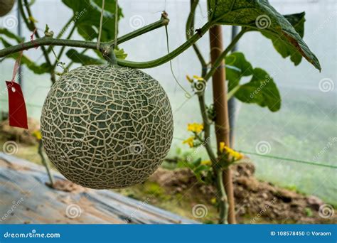 Melon Farm stock photo. Image of nutrition, food, garden - 108578450