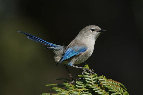 Juvenile male splendid fairy-wren | BirdForum