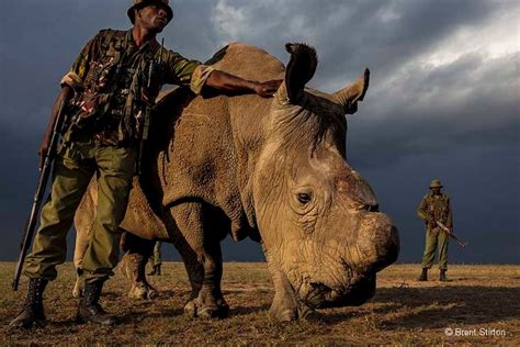 How Malaysia lost its rhinos | Natural History Museum