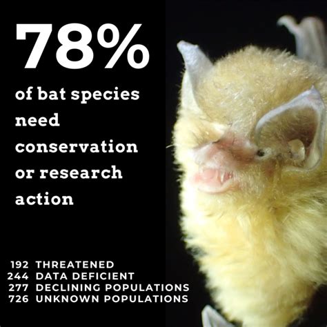 10 Endangered Bats You’ve Probably Never Heard Of - Alyson F Brokaw