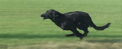 Dog Running GIF - Find & Share on GIPHY