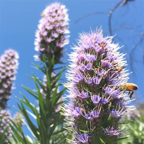 TOP 10 BEE-FRIENDLY FLOWERS - Beekeeping Like A Girl