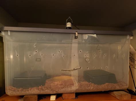 Is this big enough for adult ball python? The enclosure is 40×20 inches, and the hides are the ...