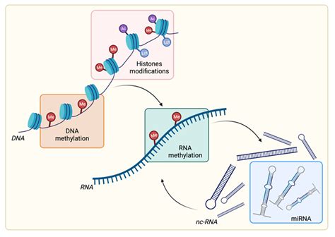 Overview of epigenetic modifications. Schematic representation of the... | Download Scientific ...