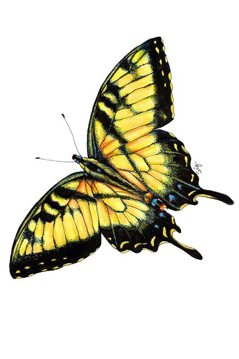 Butterfly Illustration | Butterfly art print, Butterfly illustration, Butterfly drawing