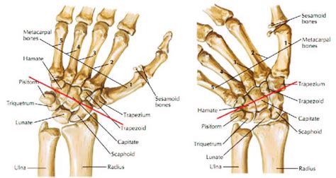 The rotation axis changes with the wrist movements [12] | Download ...