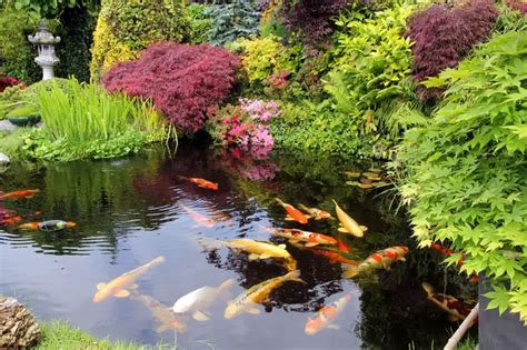 Cara Membuat Kolam Ikan Koi Sederhana di Rumah, Mudah Moms! | Orami