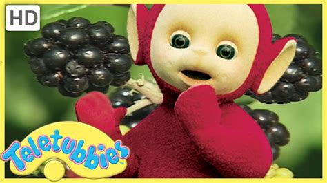 Teletubbies English Episodes ★ Blackberry Picking ★ Full Episode - HD (S08 E194) - YouTube