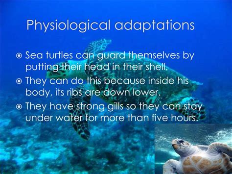 Green Sea Turtle Structural Adaptations