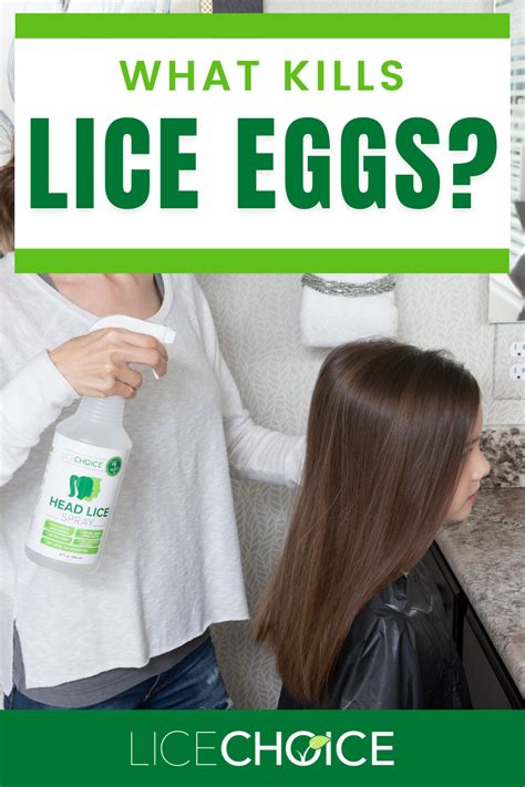 Lice Eggs (Nits) - A COMPLETE guide with answers to all your questions! | Lice eggs, Kill lice ...