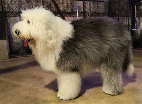 Old English Sheepdog - Alles wat je moet weten over dit hondenras!