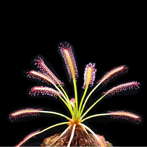 Sundew Plant Seeds For Sale | Carnivorous Plant Nursery