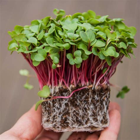 Radish Pink - Microgreens Sprouting seeds