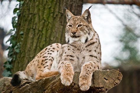 Lynx Cat - Cats World