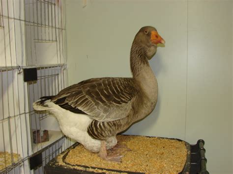 Fancy Goose Breeds - Poultry Hub Australia