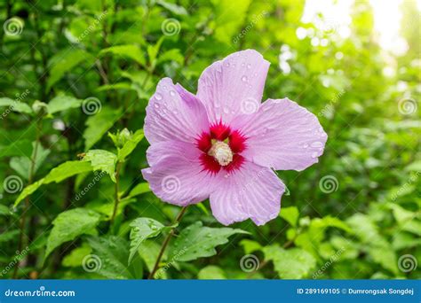 Korean National Flower in the Name Rose of Sharon or Mugunghwa Flower Stock Image - Image of ...