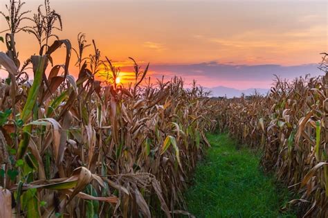 The sunset view in a corn field | Premium Photo