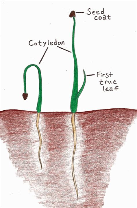 caryopsis – awkward botany