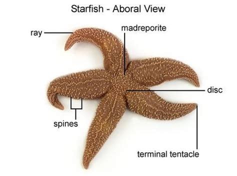 Starfish Anatomy Flashcards | Quizlet