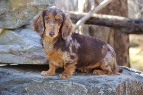 Long Haired Dachshund - Owner Guide & Facts - Animal Corner