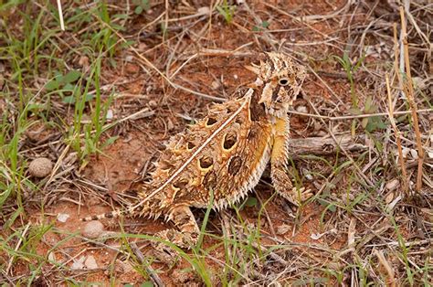 Texas Horned Lizard | LandPKS