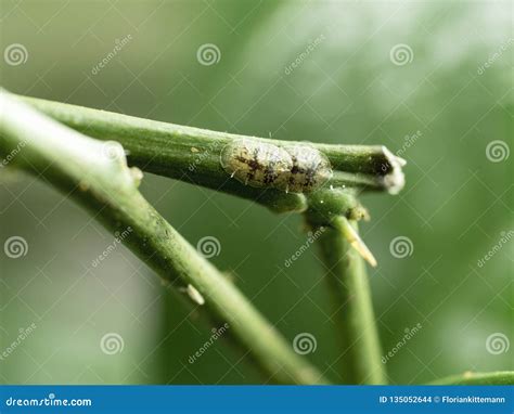 Scale Insect Infestation on Lemon Tree Stock Photo - Image of exterminator, garden: 135052644