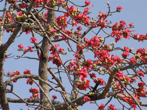 Bombax ceiba L. | Family: Bombacaceae Distribution: Native o… | Flickr