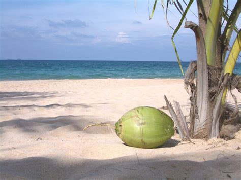 Coconut on the Beach Free Photo Download | FreeImages