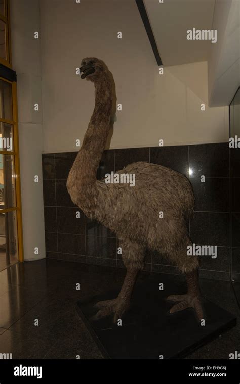 A replica of a giant moa bird is standing in an entrance room of Te Papa National Museum in ...