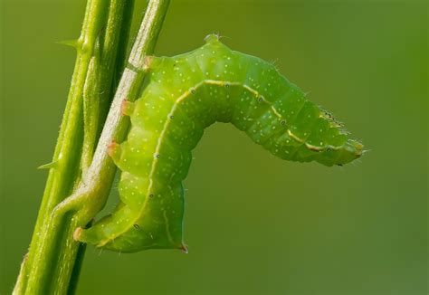 Green Caterpillar Identification Guide 18 Common Type - vrogue.co