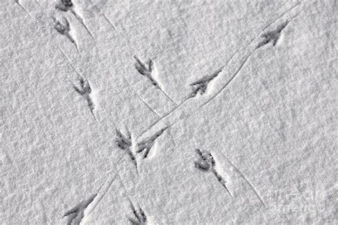 Bird Tracks In The Snow Photograph by Sophie McAulay