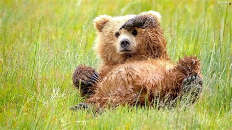 small, little bear, grass, Bear - For desktop wallpapers: 2500x1405