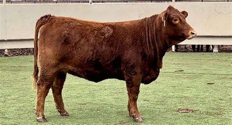 Bred Beefmaster - J&J Cattle Co