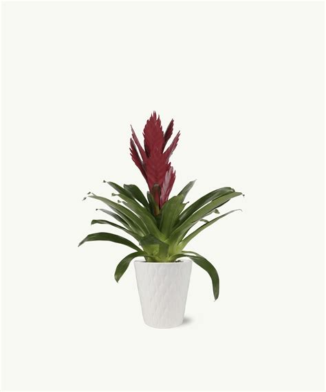 Purple and Maroon Bromeliad