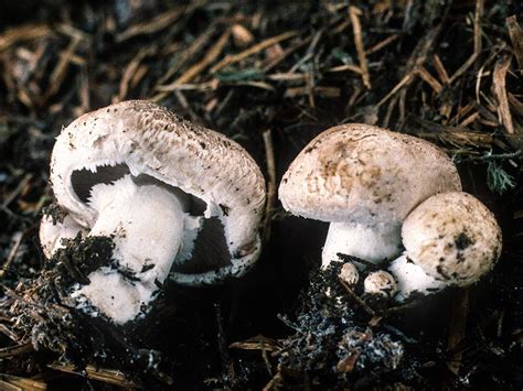 California Fungi: Agaricus bisporus