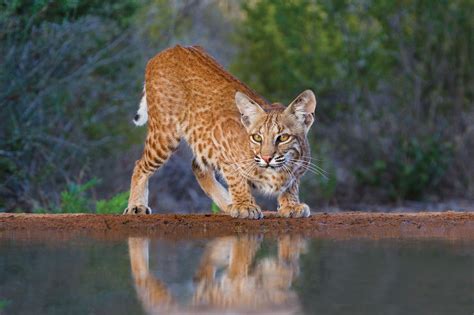 Wild Thing: Bobcats Adapting to Urban Areas|January-February 2020| TPW magazine