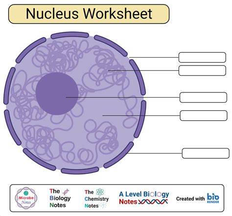 Cell Nucleus Structure And Function