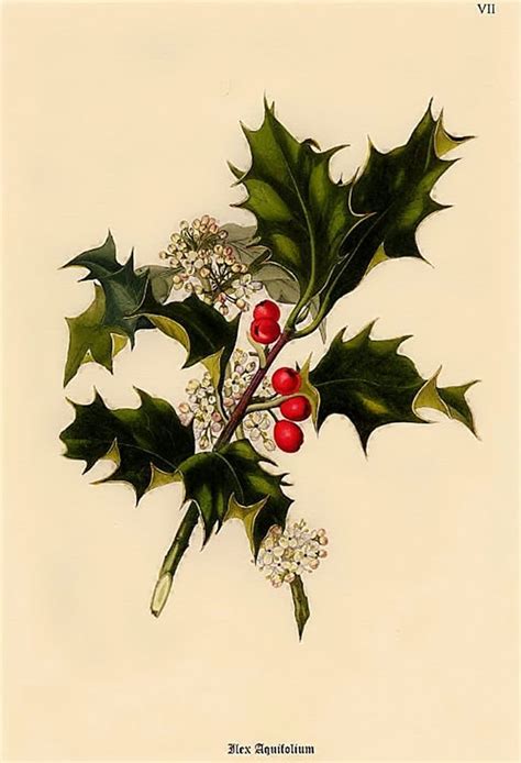 holly botanical print - Google Search | Christmas prints, Botanical prints, Botanical illustration