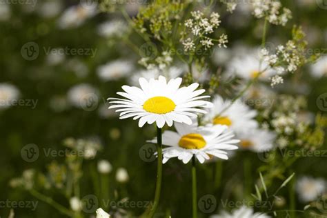 white daisy flowers. 9548165 Stock Photo at Vecteezy