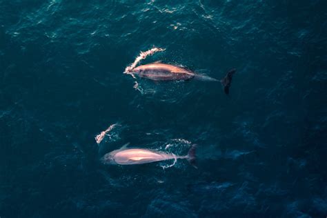 A Deep-Dive Into the Magical World of Pink Dolphins - Environment Co