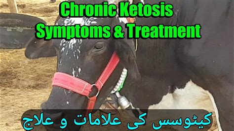 Ketosis in cow || Hypoglycamia in cow || symptoms & treatment of ...