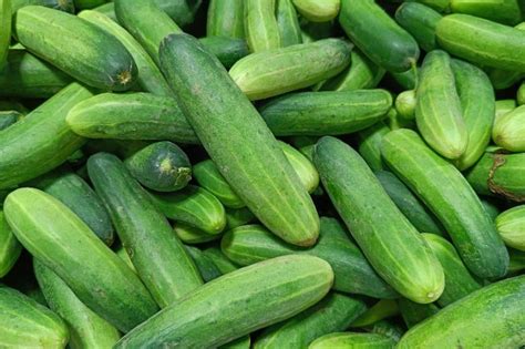 Cucumis sativus (Cucumber)