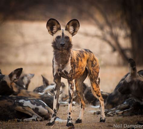 Wild dogs, South-Africa by Neil Dampier - Africa Geographic African ...