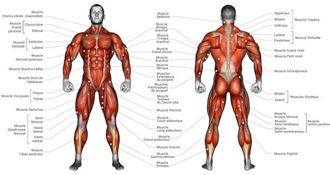 General Anatomy of the Muscles of the Human Body