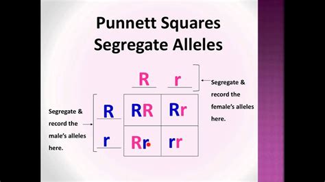 Bio-Lect!: Punnett Squares P, F1, & F2 generations - YouTube