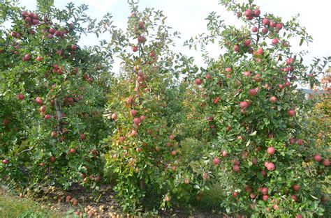 Fuji & Zestar Collapse: The ‘Perfect Storm’ for Tree Stress at Harvest. » The Jentsch Lab