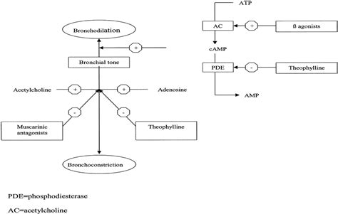 Mechanism of Action of Long-Acting Bronchodilators : Clinical Pulmonary ...