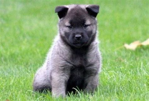 Norwegian Elkhound Puppies for Sale - Keystone Puppies